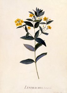 Keltainen Loosestrife, n.1760 (käsinvärinen kaiverrus) tekijältä Georg Dionysius Ehret