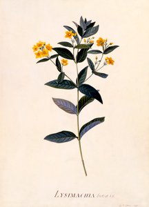 Keltainen Loosestrife, c 1760 käsinvärinen kaiverrus.