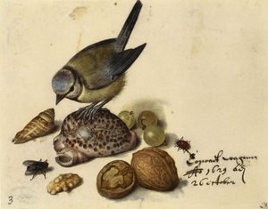 Asetelma sinitiaisen, kuorien, hedelmien ja hyönteisten kanssa, 1629.