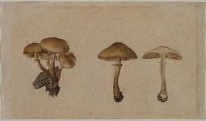 Sienet tekijältä Georg Wilhelm Baurenfeind