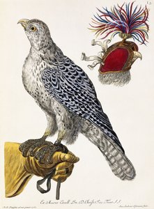 Falconry, levy 3, teoksesta "Delights of Nature Selected", 1771 tekijältä Georg Wolfgang Knorr