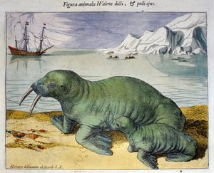 Esitys mursusta, polaarieläin. Kaiverrus Braun & Hogenbergin Atlasista, Amsterdam 1590 tekijältä Georg Braun and Hogenberg Franz