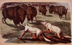 Pohjois-Amerikan tasangon intiaanit hiipivät laiduntaville puhveleille sudennahkojen päällä, n. 1840 (väri litho) tekijältä George (after) Catlin