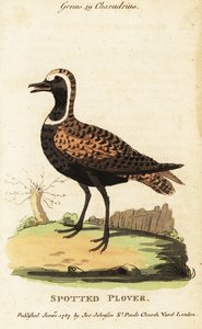 Amerikkalainen kultapiikka tai täpläpiikka, Pluvialis dominica tekijältä George (after) Edwards
