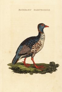 Barbary pelto, Alectoris barbara