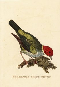 Bay-head tanager, Tangara gyrola