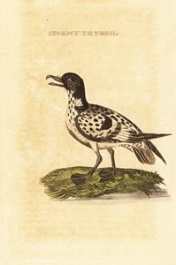 Cape petrel, Daption viitta tekijältä George (after) Edwards