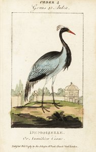 Damsel tai numidiankurkku, Grus virgo