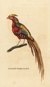 Kultafasaani, Chrysolophus pictus