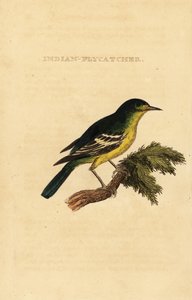 Vihreäselkäinen kärpässieppo, Ficedula elisae tekijältä George (after) Edwards