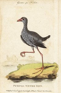 Harmaapäinen suo, Porphyrio poliocephalus tekijältä George (after) Edwards