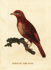 Guiananin punainen cotinga, Phoenixin teurastaja