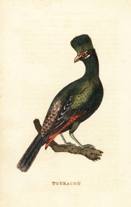 Guinea turaco tai vihreä turaco, Tauraco persa