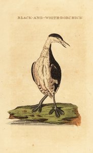 Sarvikasvi, nuori, Podiceps auritus tekijältä George (after) Edwards