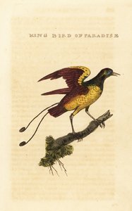 Kuningas-paratiisin lintu, Cicinnurus regius