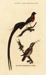 Pitkähäntäparatiisi Whydah, Vidua paradisaea ja rufous kolibri, Selasphorus rufus tekijältä George (after) Edwards