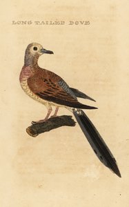 Surukyyhky, Zenaida macroura