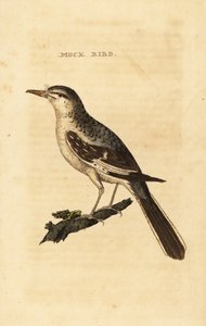 Pohjoinen pilkkalintu, Mimus polyglottos