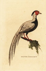 Hopeafasaani, Lophura nycthemera
