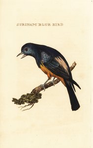Hopearintainen Tanager, Tangara Velia tekijältä George (after) Edwards