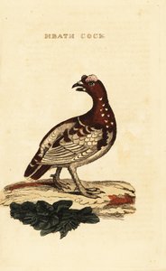 Metsikuuri, Falcipennis canadensis canace tekijältä George (after) Edwards