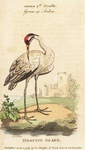 Kurkkukurkku, Grus americana