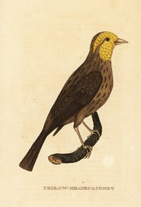 Keltainen nokka, Pheucticus chrysopeplus tekijältä George (after) Edwards