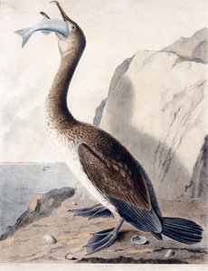 Corb marí (del primer any), c.1841 (gravat pintat a mà)finès tekijältä George (after) Shield