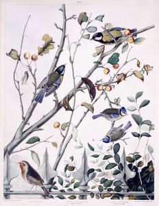 Red Breast (Robin), isitiainen (uros ja naaras) ja sinitiainen (uros ja naaras), n. 1841 (käsinvärinen kaiverrus) tekijältä George (after) Shield