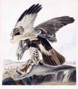 Rough Legged Buzzard (naaras), n. 1841 (käsinvärinen kaiverrus) tekijältä George (after) Shield