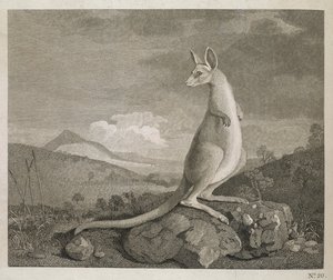 New Hollandin rannikolta löydetty eläin nimeltä Kangaroo