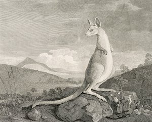 Uuden Hollannin rannikolta löytynyt eläin, nimeltään Kanguroo", noin 1773 (kaiverrus, etsaus).