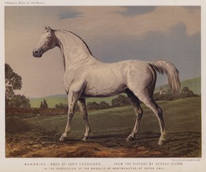 Nambrino, kasvattaja Lord Grosvenor, Westminsterin markiisin hallussa, Eaton Hallissa (väri litho)