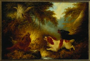 Spanielit kasvattamassa fasaania