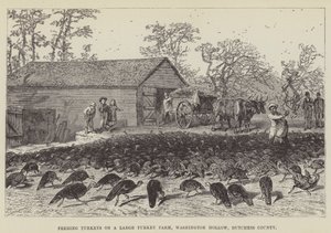 Kalkkunoiden ruokinta suurella kalkkunatilalla, Washington Hollow, Dutchess County tekijältä George Augustus Sala