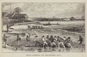 Shad Fishing Delaware Bayssä tekijältä George Augustus Sala