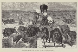 Buffaloes ammunta Kansas-Pacific Railwaylla tekijältä George Augustus Sala