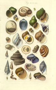 Conchological Manual Plate 15. Värikkäitä kuoria, mukaan lukien Abalone-kuoret tekijältä George B. Sowerby