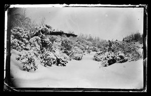 Rose Arbor alhaalta, Prospect Park, Brooklyn, n. 1872-1887 (märkäkollodion negatiivinen)