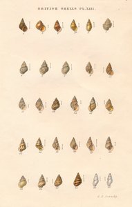 British Shells, c1859. tekijältä George Brettingham Sowerby