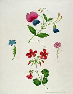 Kuvitus kirjasta "Uusi traktaatti kukkamaalauksesta eli jokainen nainen oma piirustusmestari", 1816 (väripainettu pistekaiverrus käsin värjättyllä)
