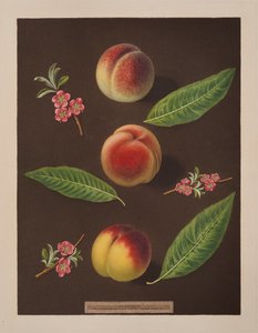 Kansleri, Catherine ja Old Newingtonin persikat (väri litho)