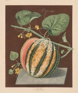 Pomona Britannica: nro 64 - Scarlet Flesh Romana Melon