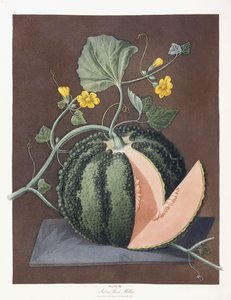 Silver Rock Melon, 1812