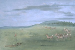 Antiloopin ammunta, houkuteltu ylöspäin tekijältä George Catlin