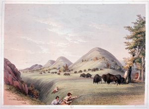Bison Hunt tekijältä George Catlin