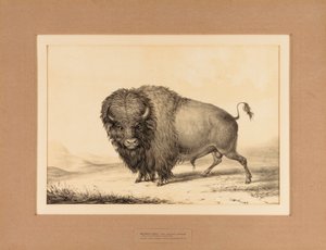Buffalo Bull - nro 2 tekijältä George Catlin