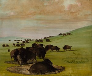 Buffalo Bulls in a Wallow, 1837-1839. tekijältä George Catlin