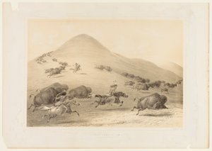 Puhvelijahti, takaa-ajo nro 6 tekijältä George Catlin