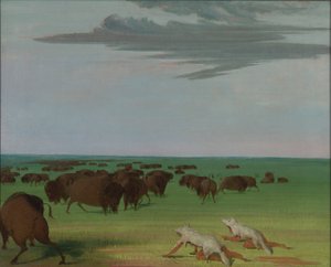 Puhvelin metsästys suden nahkanaamarin alla tekijältä George Catlin